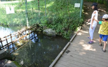 泉の森 小川